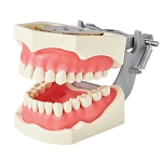 860 Soft Gingival Model with 32 Removable Teeth and Upper/Lower Nissin Plates
